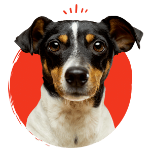 home accroche 2 - Matoun's & Co - Educatrice et comportementaliste canin et félin