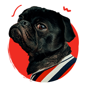 home accroche 3 - Matoun's & Co - Educatrice et comportementaliste canin et félin